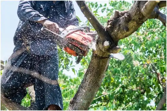 tree services Post Oak Bend City